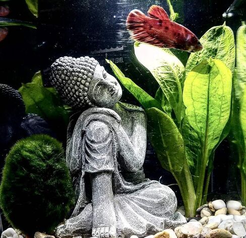 4 Species Freshwater Live Aquarium Plant Package Set Java Fern - Rosette Amazon Sword - Hygrophila Corymbosa - Java Fern Windelov in Saudi Arabia