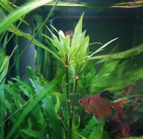 4 Species Freshwater Live Aquarium Plant Package Set Java Fern - Rosette Amazon Sword - Hygrophila Corymbosa - Java Fern Windelov in Saudi Arabia