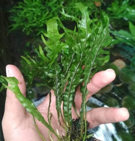4 Species Freshwater Live Aquarium Plant Package Set Java Fern - Rosette Amazon Sword - Hygrophila Corymbosa - Java Fern Windelov in Saudi Arabia