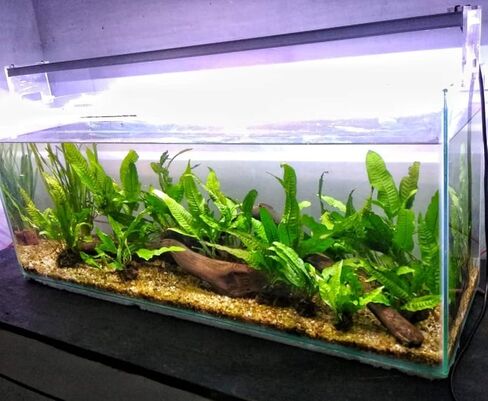 4 Species Freshwater Live Aquarium Plant Package Set Java Fern - Rosette Amazon Sword - Hygrophila Corymbosa - Java Fern Windelov in Saudi Arabia
