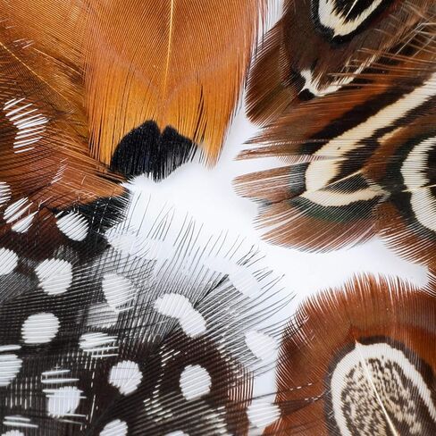 MWOOT 300PCS Spotted Chicken Feathers Natural Pheasant Plumage Feathers for DIY Crafts, Clothing, Jewelry, Wedding, Birthday Party, Dream Catcher Decoration in Saudi Arabia