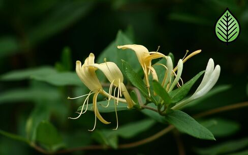 Honeysuckle Jasmine Fragrance Oil (8oz Bottle) | Candle Making, Soap Making, Room Sprays, Bath Bombs, Lotion, Car Fresheners, Wax Melts | Candeo Candle Supply | Phthalate Free & Prop 65 Compliant in Saudi Arabia