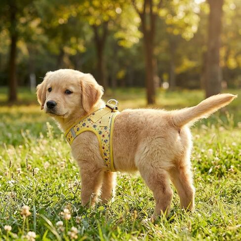 Step in Dog Harness and Leash Set, Reflective Adjustable No Pull Dog Harness for Extra-Small/Small Dogs Puppy and Cats, Soft Padded Mesh Vest Harnesses for Girl and Boy Pets(Bee,S) in Saudi Arabia