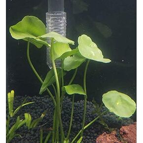 نباتات الزينة الحية من Pennywort Bunch Hydrocotyle Verticillata الحية لمدة 3 أيام مضمونة لخزان أسماك المياه العذبة in Kuwait