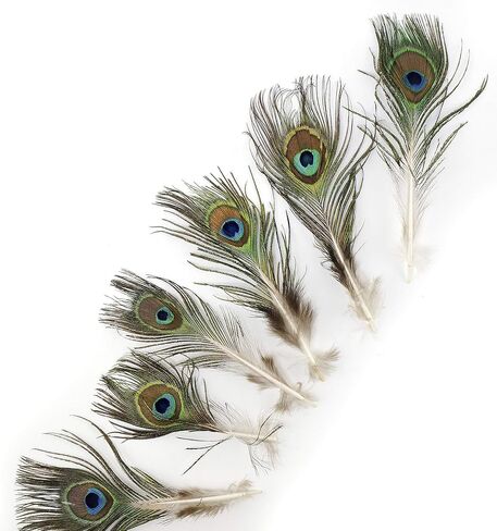 Zucker - Natural Peacock Eye Feathers - 25 Piece Packaged Feathes for Art Supply, DIY, Craft, Home Décor, 2"-4" in Saudi Arabia