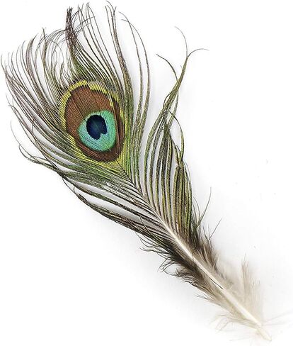 Zucker - Natural Peacock Eye Feathers - 25 Piece Packaged Feathes for Art Supply, DIY, Craft, Home Décor, 2"-4" in Saudi Arabia