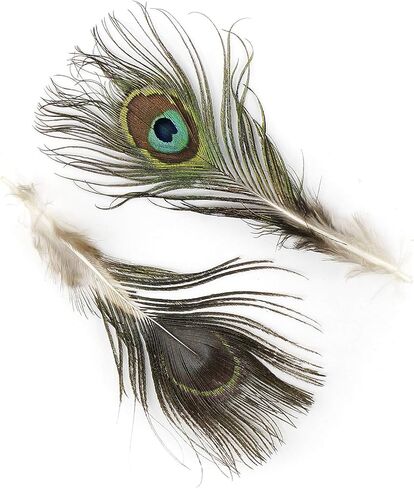 Zucker - Natural Peacock Eye Feathers - 25 Piece Packaged Feathes for Art Supply, DIY, Craft, Home Décor, 2"-4" in Saudi Arabia