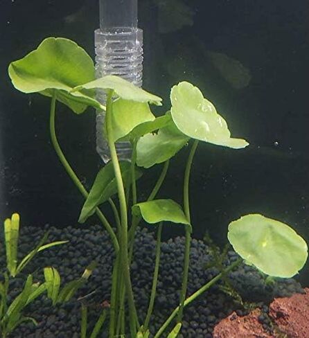 نباتات الزينة الحية من Pennywort Bunch Hydrocotyle Verticillata الحية لمدة 3 أيام مضمونة لخزان أسماك المياه العذبة in Kuwait