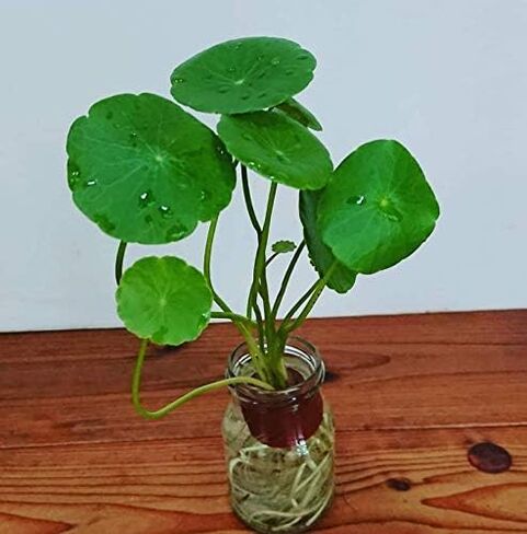 نباتات الزينة الحية من Pennywort Bunch Hydrocotyle Verticillata الحية لمدة 3 أيام مضمونة لخزان أسماك المياه العذبة in Kuwait