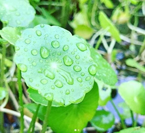 نباتات الزينة الحية من Pennywort Bunch Hydrocotyle Verticillata الحية لمدة 3 أيام مضمونة لخزان أسماك المياه العذبة in Kuwait