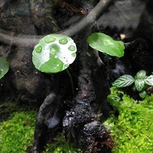نباتات الزينة الحية من Pennywort Bunch Hydrocotyle Verticillata الحية لمدة 3 أيام مضمونة لخزان أسماك المياه العذبة in Kuwait