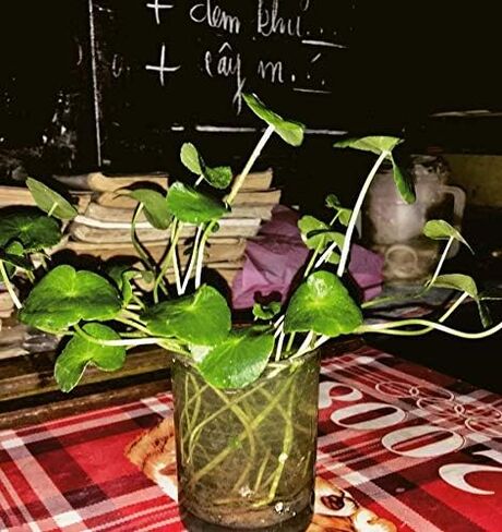 نباتات الزينة الحية من Pennywort Bunch Hydrocotyle Verticillata الحية لمدة 3 أيام مضمونة لخزان أسماك المياه العذبة in Kuwait