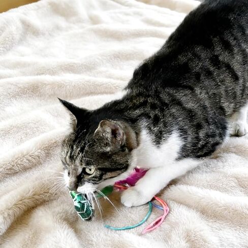 ألعاب القطط النعناع البري على شكل سمكة، 3 قطع من أصوات النعناع البري المجعدة، ناعمة ومتينة، أداة تفاعلية للقطط الصغيرة لتمرين القطط الصغيرة في الأماكن المغلقة in Kuwait