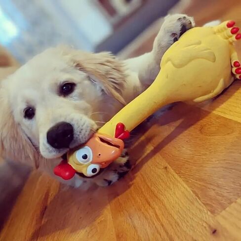 Rubber Chicken Squeaky Dog Toys for Medium or Large Pet Breeds, Play Fetch, Reduce Separation Anxiety in Saudi Arabia