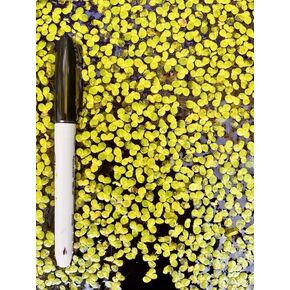 Giant Duckweed (Lemna gibba) – Floating Aquarium & Pond Plant – Natural Filtration, Shade, and Oxygenation – Easy Live Plant for Fish & Shrimp Tanks (1) in Saudi Arabia