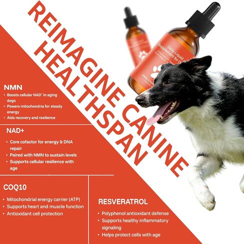 مكمل طول عمر الكلب NAD+ & NMN، Liposomal NAD Nicotinamide Riboside Resveratrol، صحة المفاصل والحيوية والشيخوخة الصحية، سهل تقديمه كل يوم - امتصاص أفضل، 60 مل in Kuwait