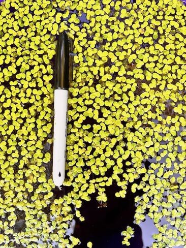Giant Duckweed (Lemna gibba) – Floating Aquarium & Pond Plant – Natural Filtration, Shade, and Oxygenation – Easy Live Plant for Fish & Shrimp Tanks (1) in Saudi Arabia