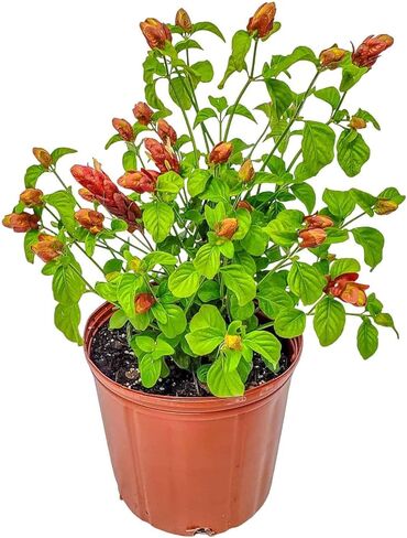 نباتات الروبيان (بوش) in Kuwait