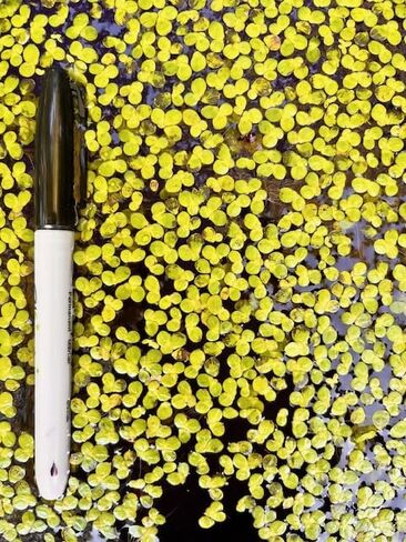 Giant Duckweed (Lemna gibba) – Floating Aquarium & Pond Plant – Natural Filtration, Shade, and Oxygenation – Easy Live Plant for Fish & Shrimp Tanks (1) in Saudi Arabia