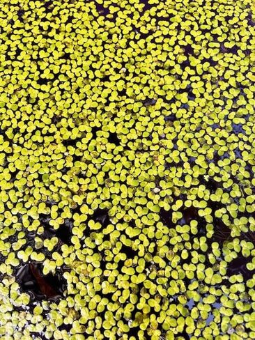 Giant Duckweed (Lemna gibba) – Floating Aquarium & Pond Plant – Natural Filtration, Shade, and Oxygenation – Easy Live Plant for Fish & Shrimp Tanks (1) in Saudi Arabia