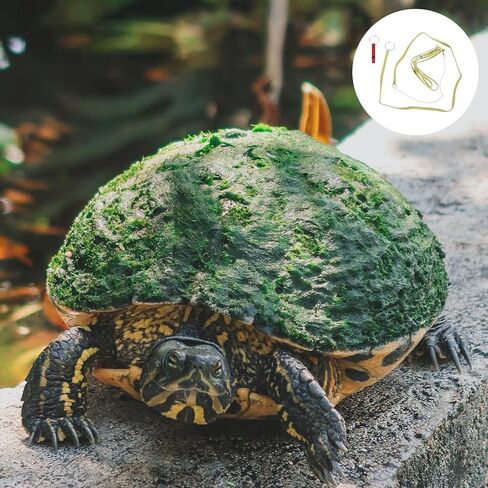 HEMOTON Turtle Harness Leash Adjustable Outdoor Tortoise Walking Leash with Grass Green Vest Medium Size Pet Hauling Rope for Reptile Control in Saudi Arabia