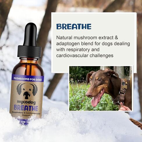 MycoDog قطرات تخفيف حساسية الكلاب للتنفس 2 فلوريدا. أوقية.: مقتطفات الفطر وصبغة اشواغاندا | دعم الجهاز التنفسي وتخفيف الحكة للكلاب | مزيج فطر تشاجا وريشي in Kuwait