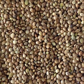 Hemp Seed (Sterilized) for Birds (4 LB) in Saudi Arabia