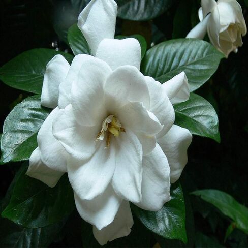 Gardenia Fragrance Oil (16 oz Bottle) for Candle Making, Soap Making, Tart Making, Room Sprays, Lotions, Car Fresheners, Slime, Bath Bombs, Warmers… in Saudi Arabia
