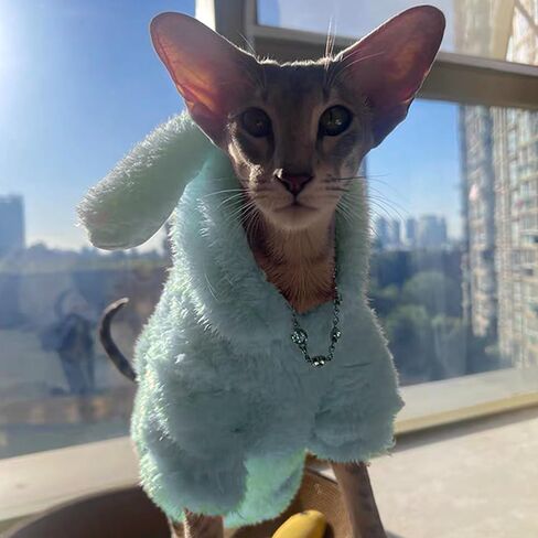 Stretchy Fuzzy 2-Leg Cat Hoodie Pajamas for Sphynx,Soft Fluffy Loungewear with Bunny Ears, Cozy Home Clothes for Hairless Cats, Winter Warm Outfit Sweater (Blue, L (5.5-8 lbs)) in Saudi Arabia