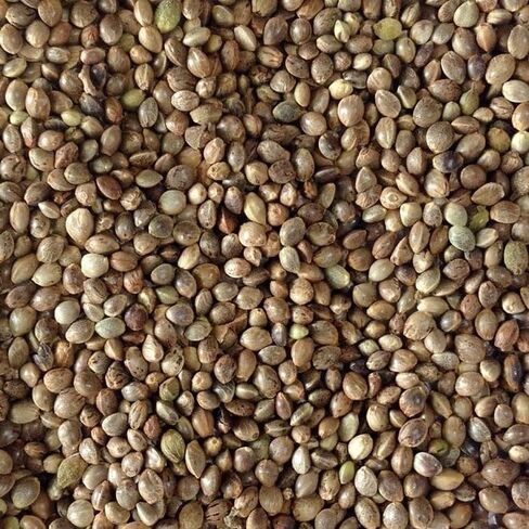 بذور قنب (معقمة) للطيور (4 رطل) in Saudi Arabia