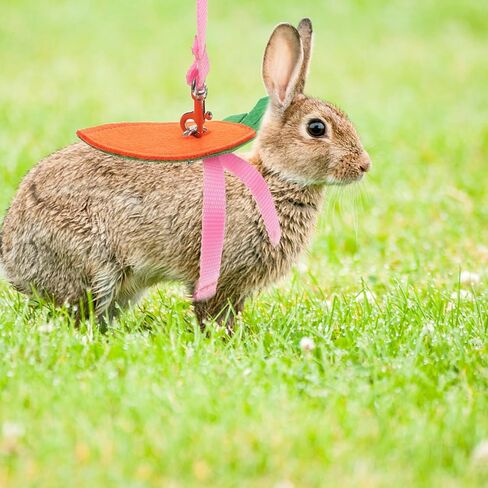Small Pet Chest Strap Leash Set 5 Pieces, Replaceable Rabbit Harness Leash for Squirrel and Guinea Pig, Fashionable Pet Walking Rope Decorative Accessories for Small Animals in Saudi Arabia