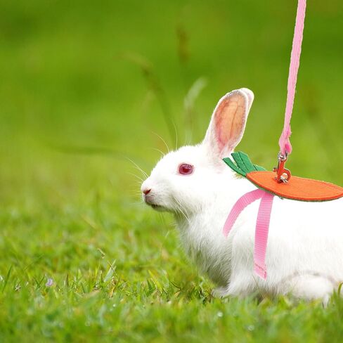 Small Pet Chest Strap Leash Set 5 Pieces, Replaceable Rabbit Harness Leash for Squirrel and Guinea Pig, Fashionable Pet Walking Rope Decorative Accessories for Small Animals in Saudi Arabia