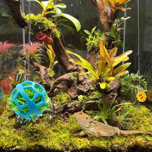 Bearded Dragon Enrichment Toys Feed Toys Bells Interactive Feeder and Exercise Ball for Lizards, Geckos & Small Reptiles Habitat Terrarium Tank in Saudi Arabia