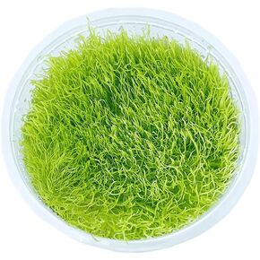 كأس زراعة الأنسجة Utricularia Graminifolia - سجادة مائية حية، سجاد يشبه العشب، أحواض السمك، نباتات المياه العذبة، ديكورات خزانات الأسماك، أكواسكابس in Kuwait