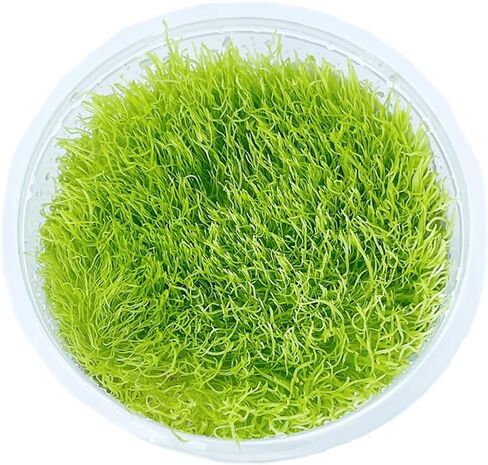 كأس زراعة الأنسجة Utricularia Graminifolia - سجادة مائية حية، سجاد يشبه العشب، أحواض السمك، نباتات المياه العذبة، ديكورات خزانات الأسماك، أكواسكابس in Kuwait