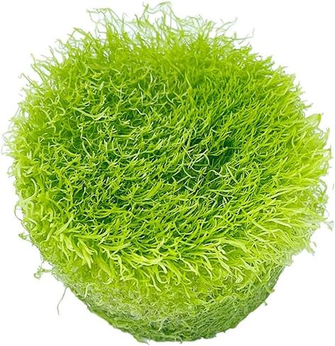 كأس زراعة الأنسجة Utricularia Graminifolia - سجادة مائية حية، سجاد يشبه العشب، أحواض السمك، نباتات المياه العذبة، ديكورات خزانات الأسماك، أكواسكابس in Kuwait