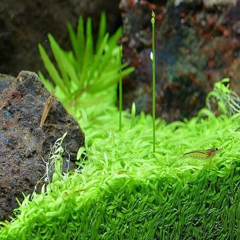 كأس زراعة الأنسجة Utricularia Graminifolia - سجادة مائية حية، سجاد يشبه العشب، أحواض السمك، نباتات المياه العذبة، ديكورات خزانات الأسماك، أكواسكابس in Kuwait