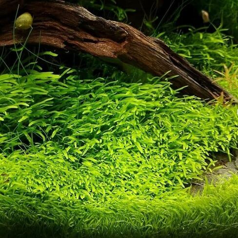كأس زراعة الأنسجة Utricularia Graminifolia - سجادة مائية حية، سجاد يشبه العشب، أحواض السمك، نباتات المياه العذبة، ديكورات خزانات الأسماك، أكواسكابس in Kuwait