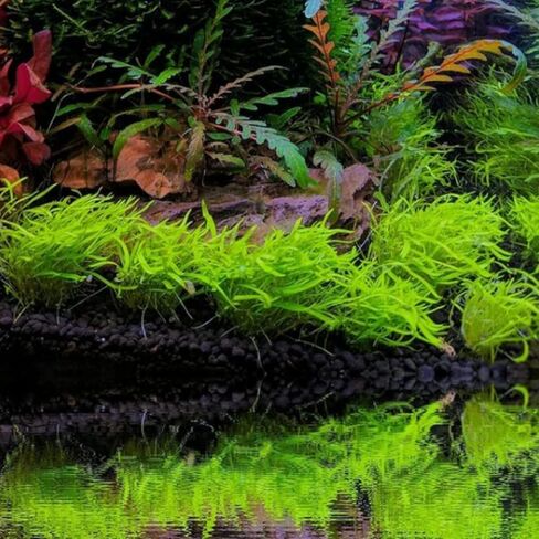 كأس زراعة الأنسجة Utricularia Graminifolia - سجادة مائية حية، سجاد يشبه العشب، أحواض السمك، نباتات المياه العذبة، ديكورات خزانات الأسماك، أكواسكابس in Kuwait