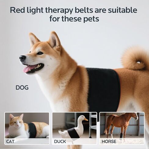 العلاج بالضوء الأحمر للكلاب، حزام العلاج بالضوء الأحمر القابل للارتداء لإصلاح جروح الحيوانات الأليفة، وتخفيف آلام المفاصل والظهر، 12.8 × 6.8 بوصة 660/850 نانومتر 80-LED in Kuwait