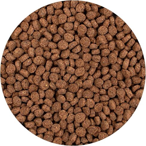 Hikari® Minivore Delite® Pellets for Bottom Feeding Carnivorous Fish, 1.41-Ounce (40g) in Saudi Arabia