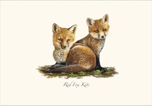 Earth Sky + Water - مجموعة Red Fox Kits Notecard - 8 بطاقات فارغة مع مظاريف in Kuwait