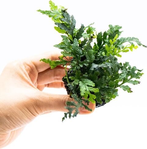 نباتات Java Fern Live Aquarium - Windelov، Narrow Leaf والمزيد - نباتات Aquascaping سهلة لخزانات المياه العذبة، إضاءة منخفضة، بدون ثاني أكسيد الكربون (Bolbitis Difformis 'Mini' على Nutripad) in Kuwait
