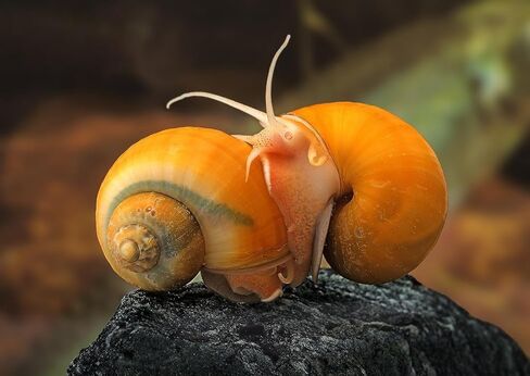Dehydrated Freshwater Snail Food Treat,Snello,15% Calcium,Spirulina,Krill ADS (4oz) in Saudi Arabia