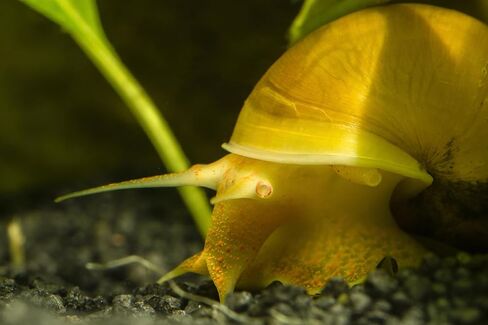 Dehydrated Freshwater Snail Food Treat,Snello,15% Calcium,Spirulina,Krill ADS (4oz) in Saudi Arabia
