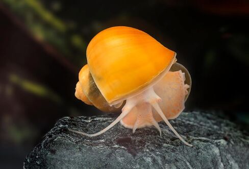 Dehydrated Freshwater Snail Food Treat,Snello,15% Calcium,Spirulina,Krill ADS (4oz) in Saudi Arabia