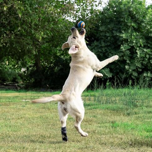 Dog Hock Brace for Ankle Support & Arthritis, Vet Approved Dog Back Leg Brace, Adjustable with Removable Splints, Orthopedic Support for Injuries, Sprains & Post-Surgery Recovery (X Small) in Saudi Arabia