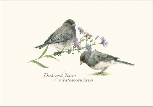 Earth Sky + Water - Juncos Notecard Set - 8 Blank Cards with Envelopes in Saudi Arabia