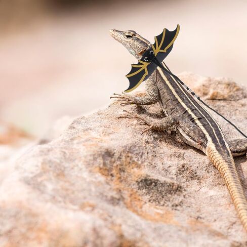Cabilock Halloween Lizard Leash Set with Cool Wings, 3pcs Small Reptile Harness for Outdoor Gecko and Bearded Dragon Walking in Kuwait