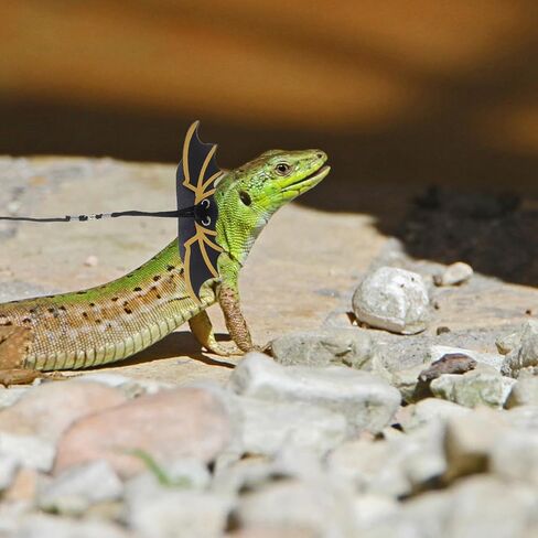 Cabilock Halloween Lizard Leash Set with Cool Wings, 3pcs Small Reptile Harness for Outdoor Gecko and Bearded Dragon Walking in Kuwait